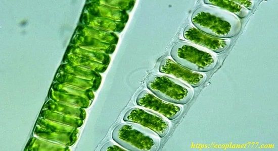 Algas filamentosas multicelulares
