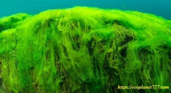 Alga filamentosa spirogyra