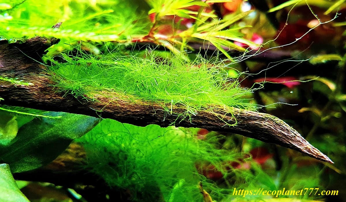 Нитчатые водоросли