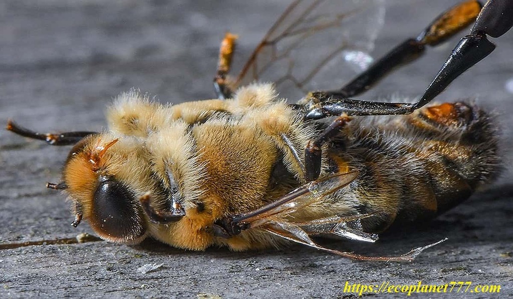 Гибель пчел
