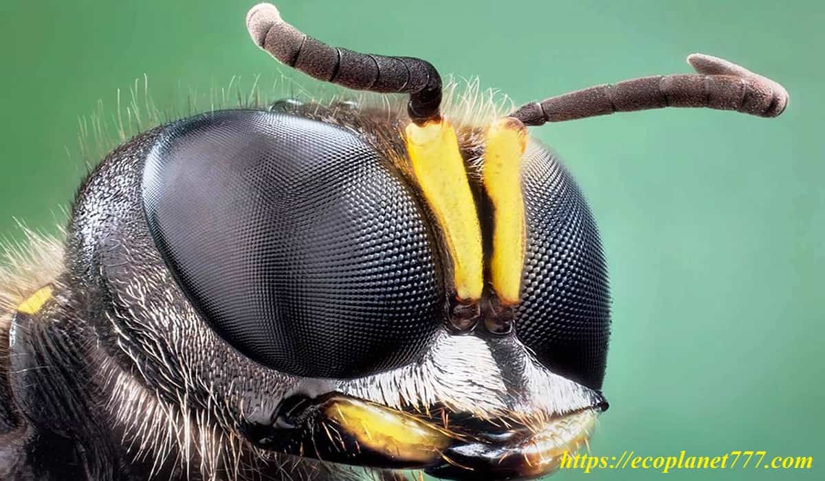 Глаза пчелы