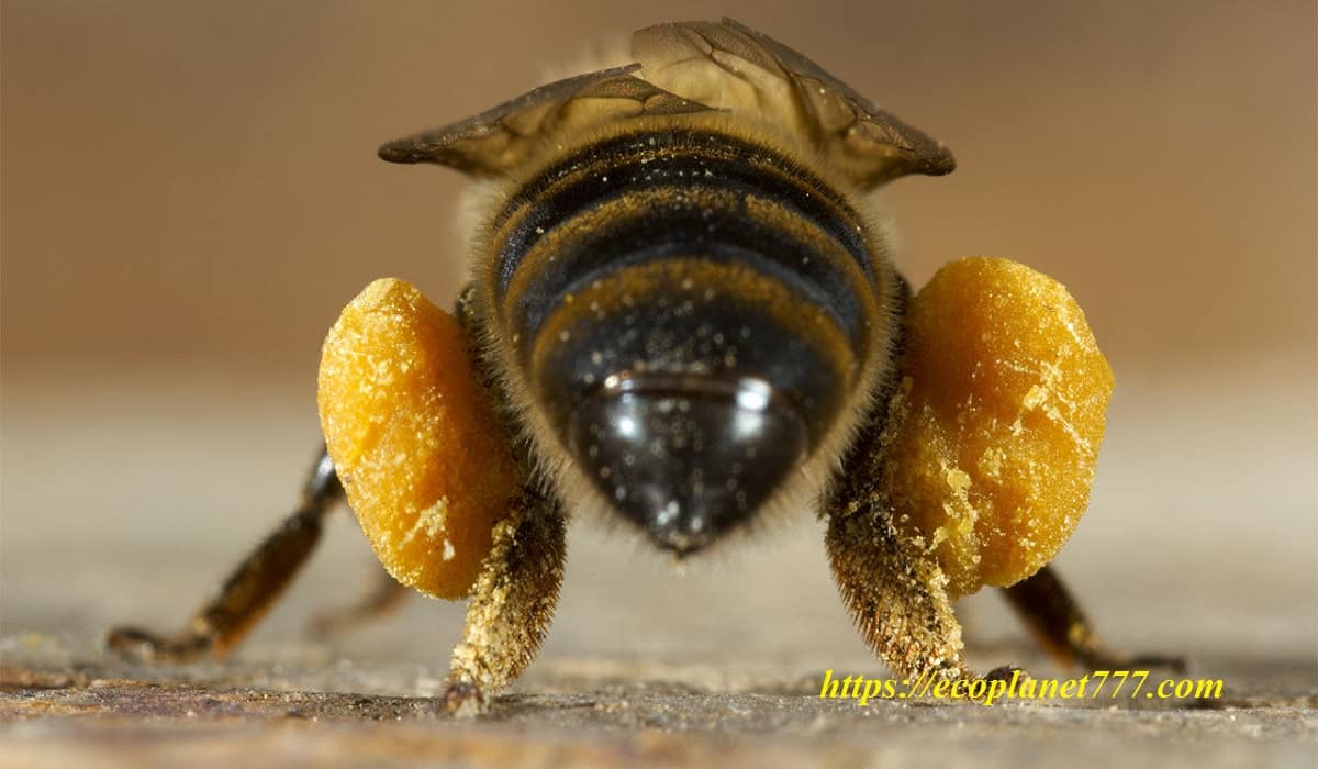 Конечности пчелы