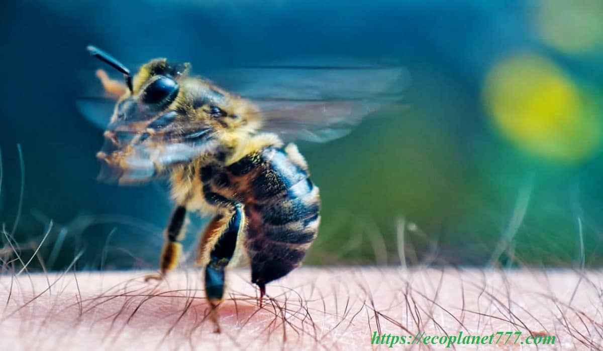 Польза укуса пчелы