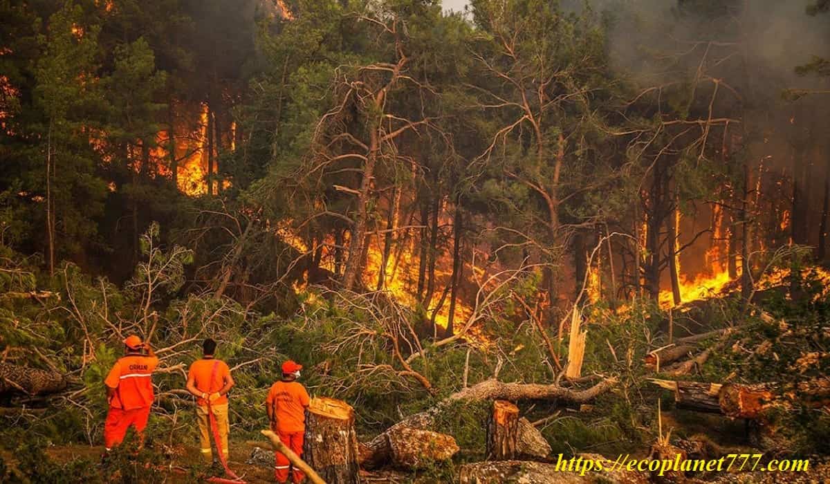 Профилактика лесных и торфяных пожаров