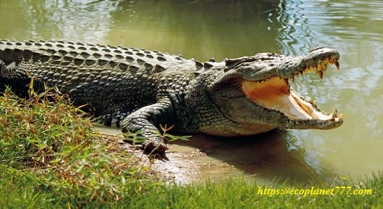 Австралийский соленый крокодил (Crocodylus porosus)