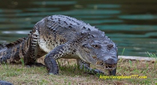 Гарпия (Crocodylus moreletii)