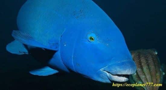 Голубая рыба