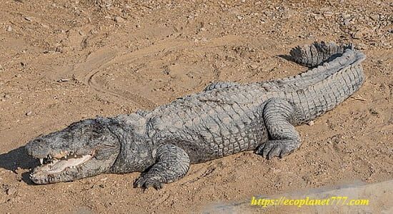 Индийский магари (Crocodylus palustris)
