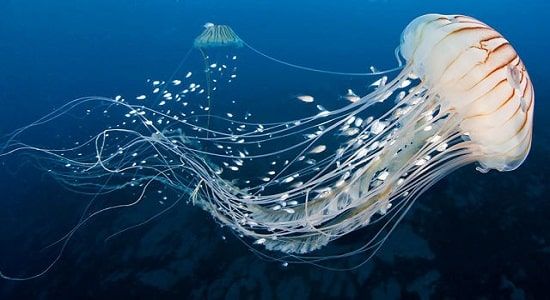 Кракена медуза