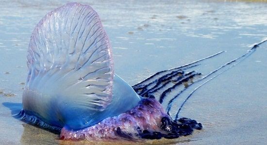 Медуза-рыба (Physalia physalis)