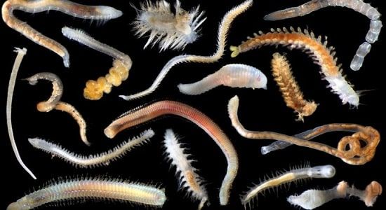 Паразитические морские черви
