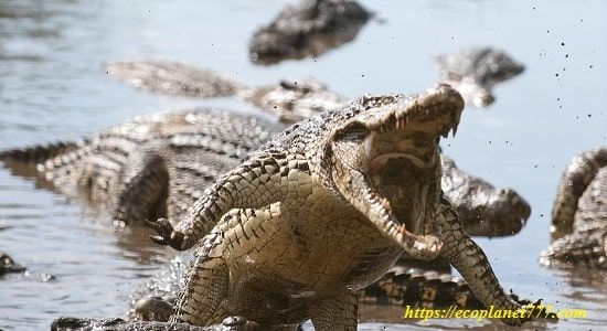 Поведение и питание крокодилов
