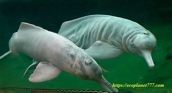 Розовые речные дельфины (Inia geoffrensis)