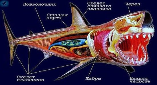 Скелет хрящевой рыбы