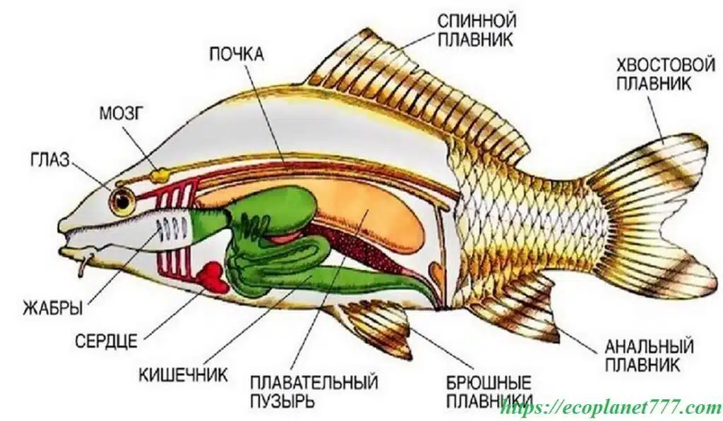 Строение рыбы