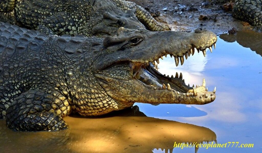 Виды крокодилов