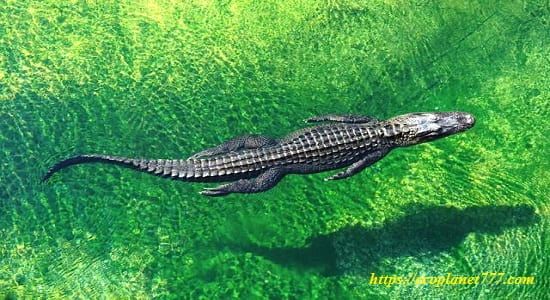 Где живут Нильские крокодилы