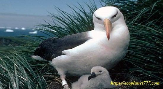 Королевский альбатрос