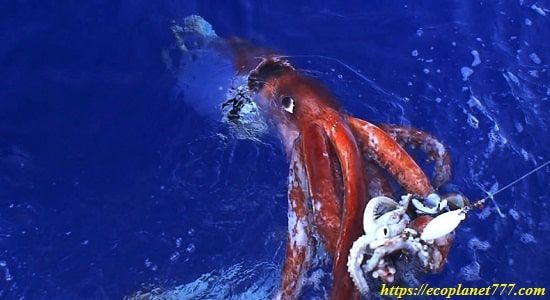 Кракен (Giant Australian Cuttlefish)