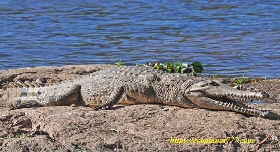 Крокодил Пресноводный