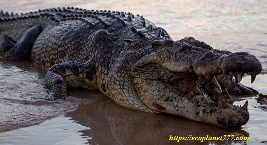 Крокодил Солоноватой Воды