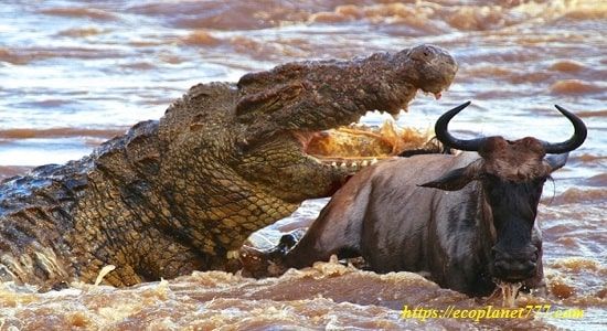 Питание Нильського крокодила