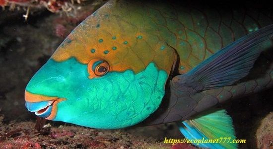 Попугайник (Parrotfish)