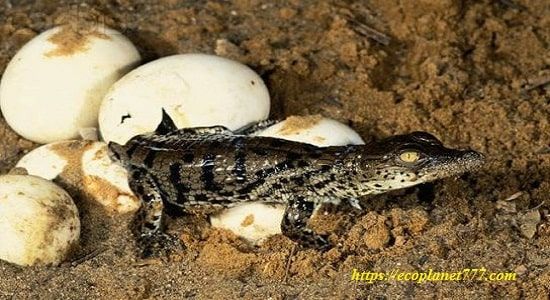 Размножение Нильських крокодилов
