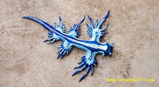 Синий крошечный дракон (Blue Dragon Nudibranch)
