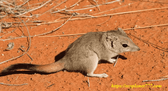 Сумчатые мыши (Marsupialia)