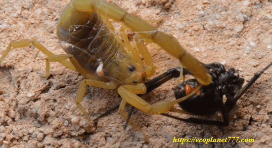 Чем питаются скорпионы
