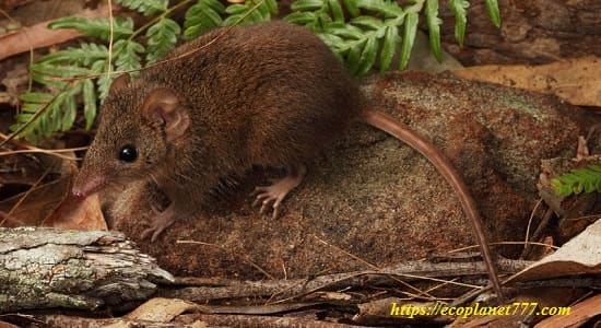 Марсупиальная мышь (Antechinus)