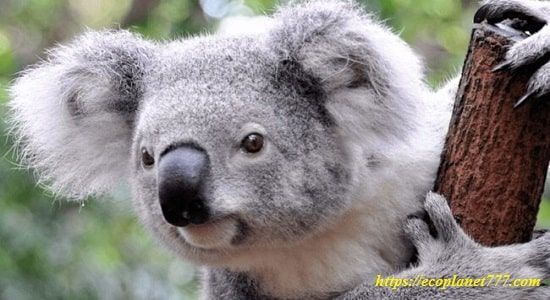Описание коалы