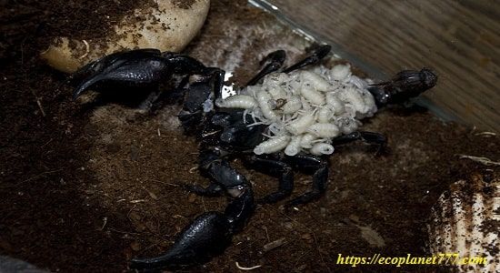Размножение скорпионов