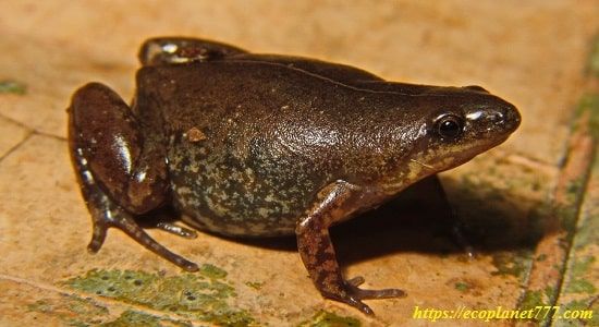 Сумчатая хищная жаба (Chiasmocleis ventrimaculata)