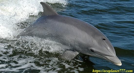 Сумчатый дельфин (Lagenodelphis hosei)
