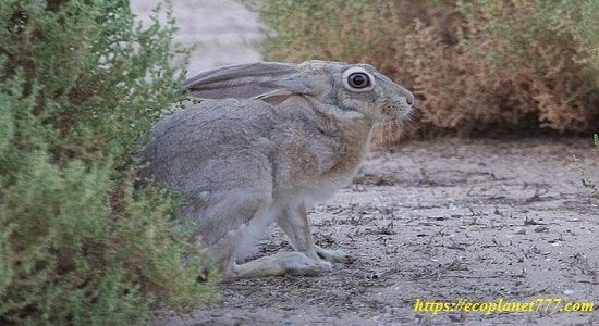 Тетраонидный сумчатый заяц (Lepus capensis)