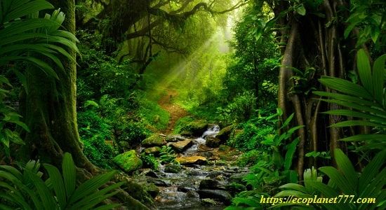 Биоразнообразие экваториального леса