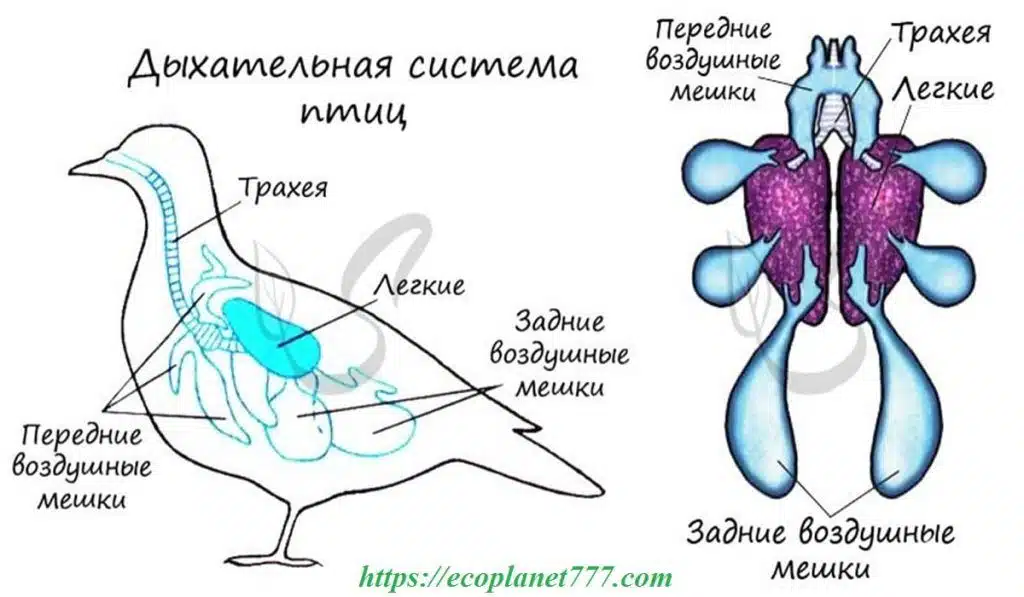 Дыхательная система птиц