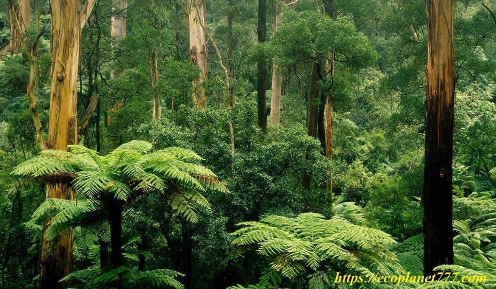 Экваториальные леса на карте: климат, флора и фауна