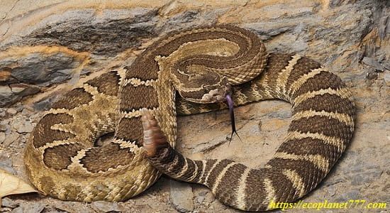 Гремучая змея (Crotalus)