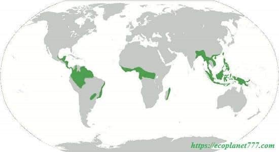 Карта экваториальных лесов