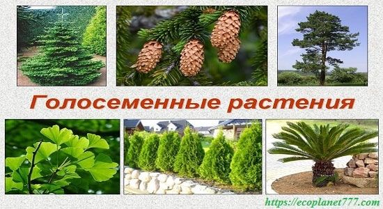 Описание голосеменных растений