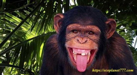 Предки человекообразных обезьян