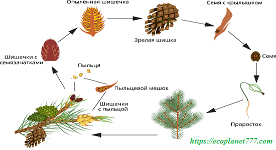 Размножение голосеменных растений