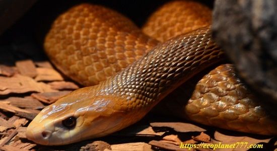 Самая опасная змея в мире тайпан