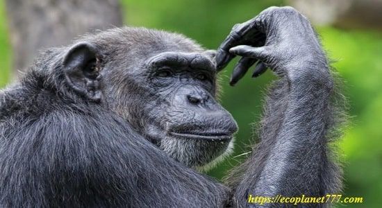 Шимпанзе (Pan troglodytes)