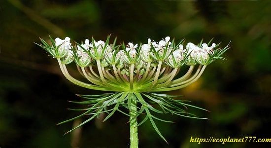 Сімейство Лютикових (Apiaceae)