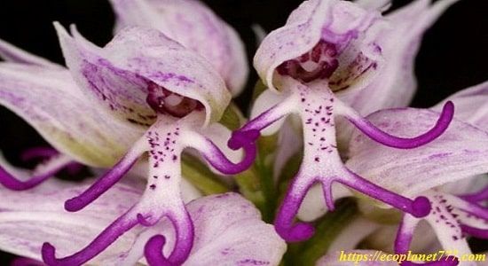 Сімейство Орхідей (Orchidaceae)